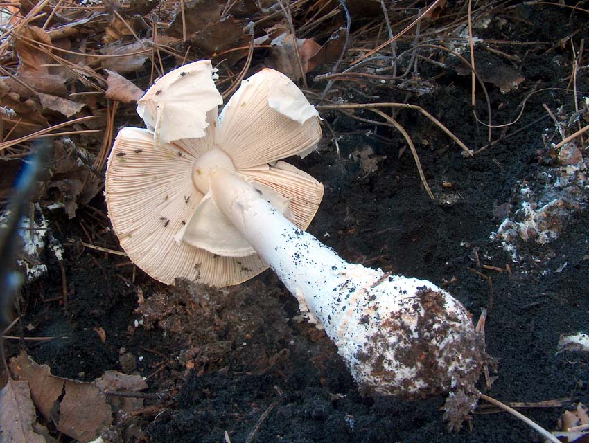 Amanita Muscaria Var aureola o......